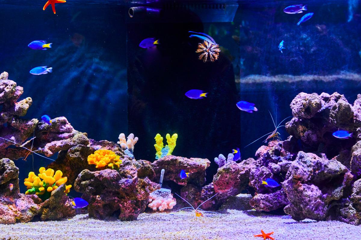 Bunte Fische im Aquarium in Aqua Planet, Suwon, Südkorea.