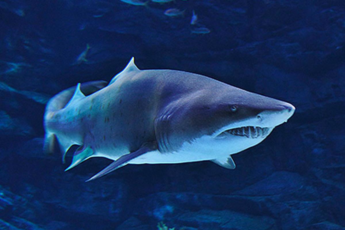 Sandtigerhai schwimmt im Aquarium Aqua Planet, Südkorea.