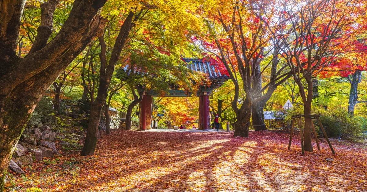 Fall Foliage Tour to Naejangsan Mountian (from Seoul/Busan) | Fall Foliage Day Tour