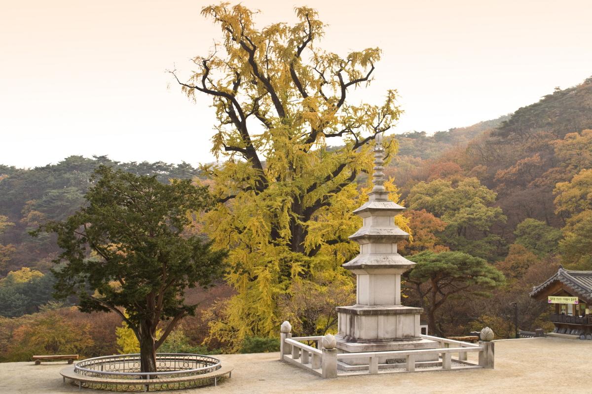 Autumn tranquility at Yongmunsa Temple, featuring the iconic ginkgo tree and pagoda.