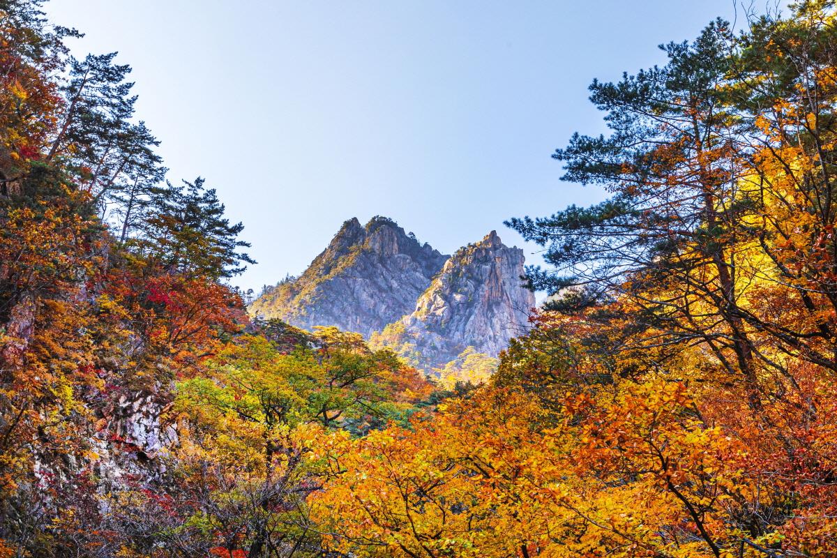 Vibrant autumn leaves on Seoraksan Mountain, a popular hiking destination in Korea.