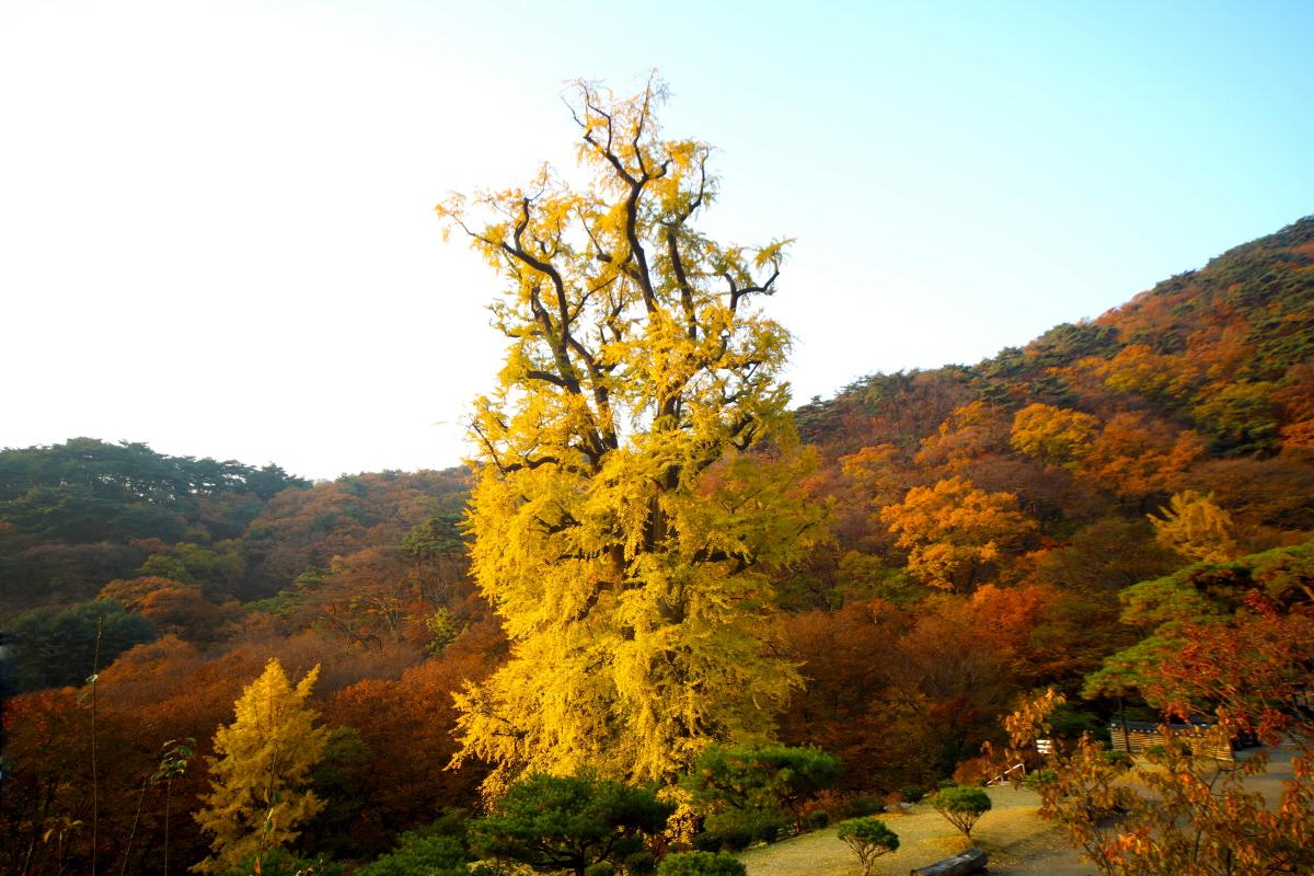 The ancient ginkgo tree at Yongmunsa Temple, striking against colorful fall foliage.