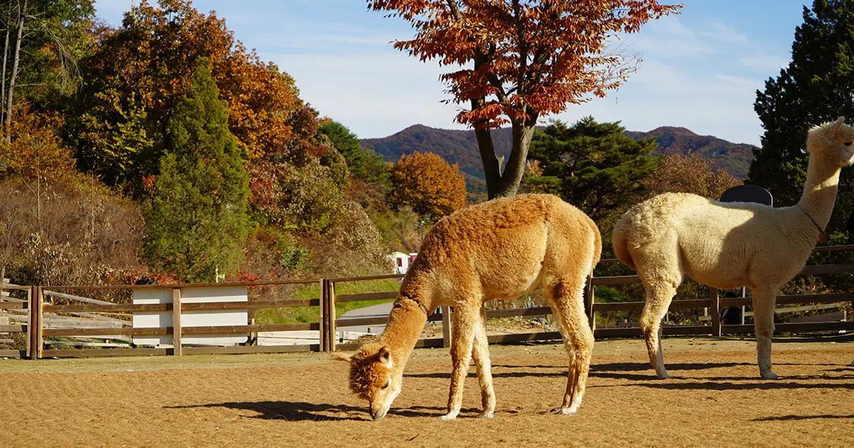 Alpaca World + LEGOLAND | Chuncheon Day Tour