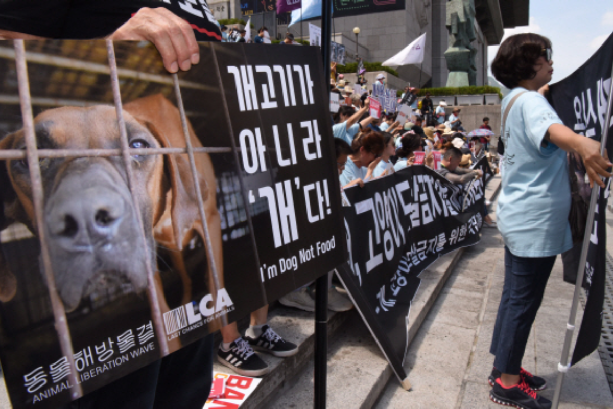 韓國新聞 韓國狗肉 狗肉 禁狗肉 立法 韓國立法 韓國法律 立法禁止食狗肉 賣狗肉