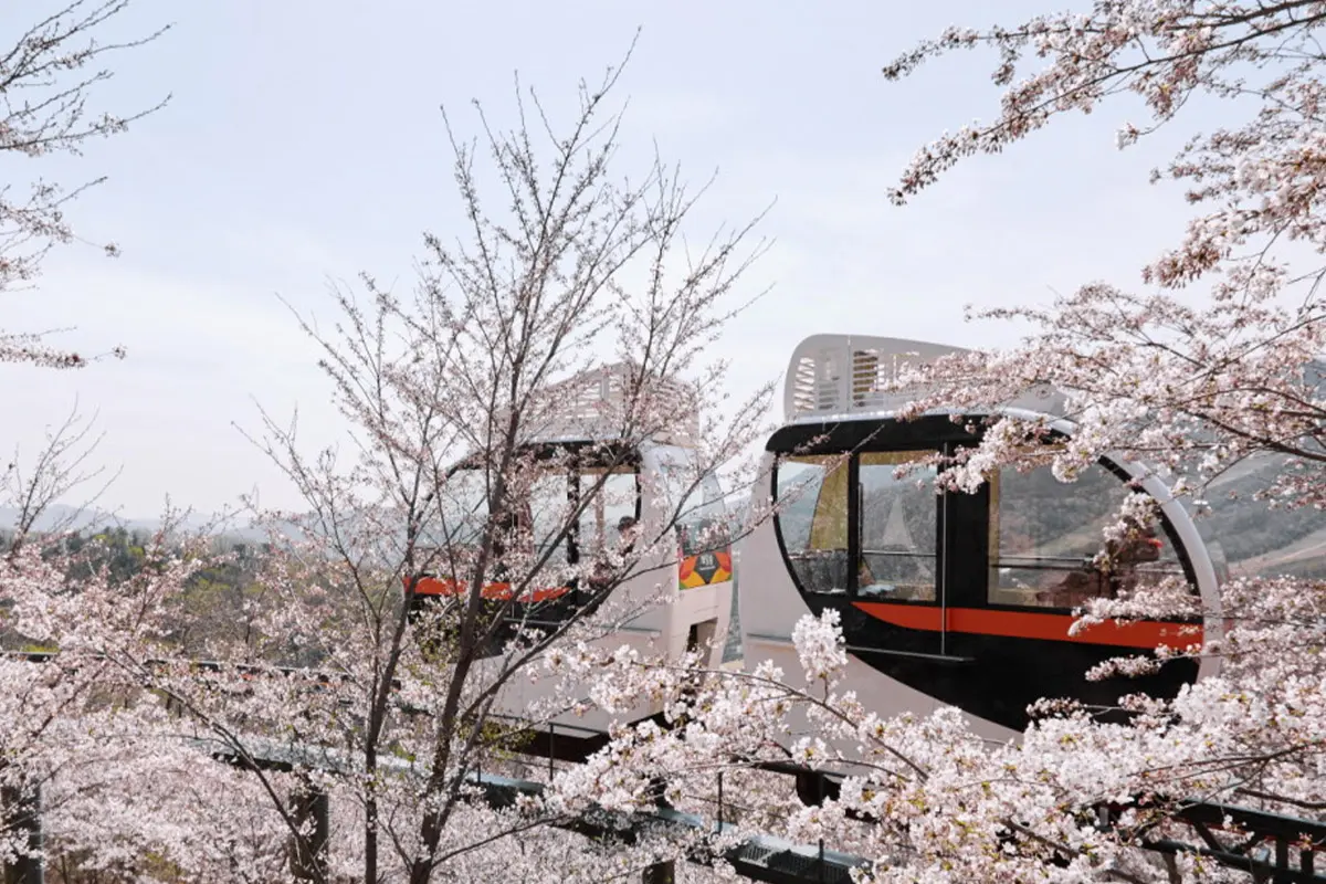 首爾南怡島 一日遊 南怡島一日遊推薦 南怡島團 一日團 推薦 便宜比價 2025