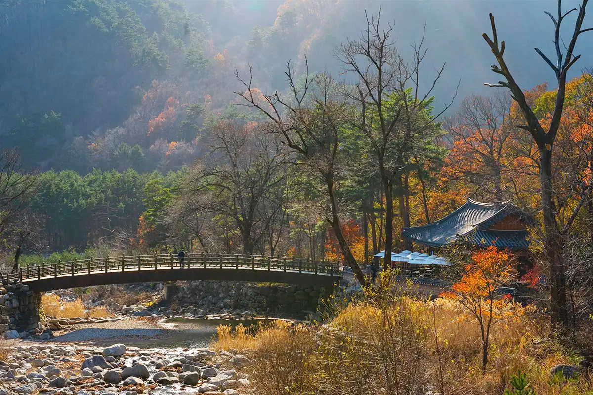 首爾南怡島 一日遊 南怡島一日遊推薦 南怡島團 一日團 推薦 便宜比價 2025