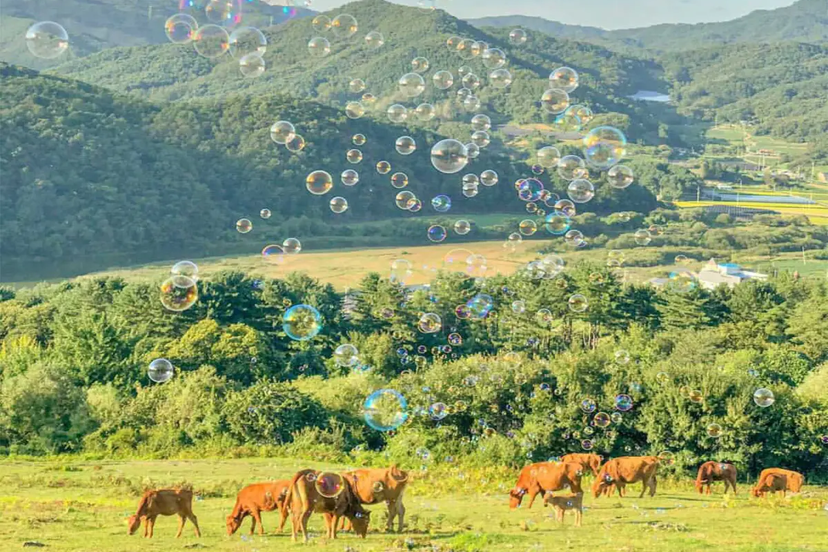 首爾南怡島 一日遊 南怡島一日遊推薦 南怡島團 一日團 推薦 便宜比價 2025