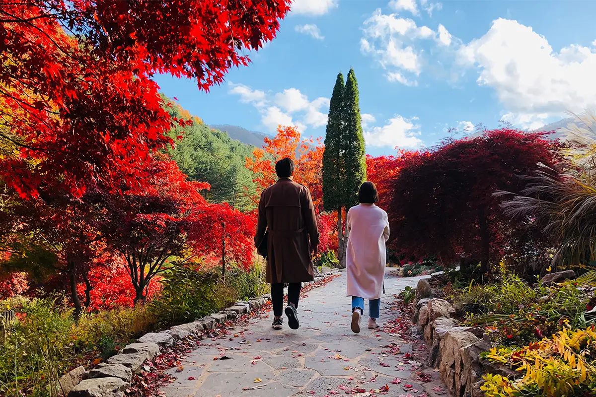 首爾南怡島 一日遊 南怡島一日遊推薦 南怡島團 一日團 推薦 便宜比價 2025