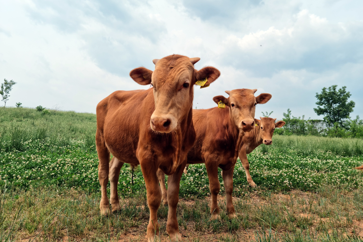 替代食物 環保 環保食材 牛肉米 肉質米 韓國科研 最新研究 環保 飢饉 食物不足問題
