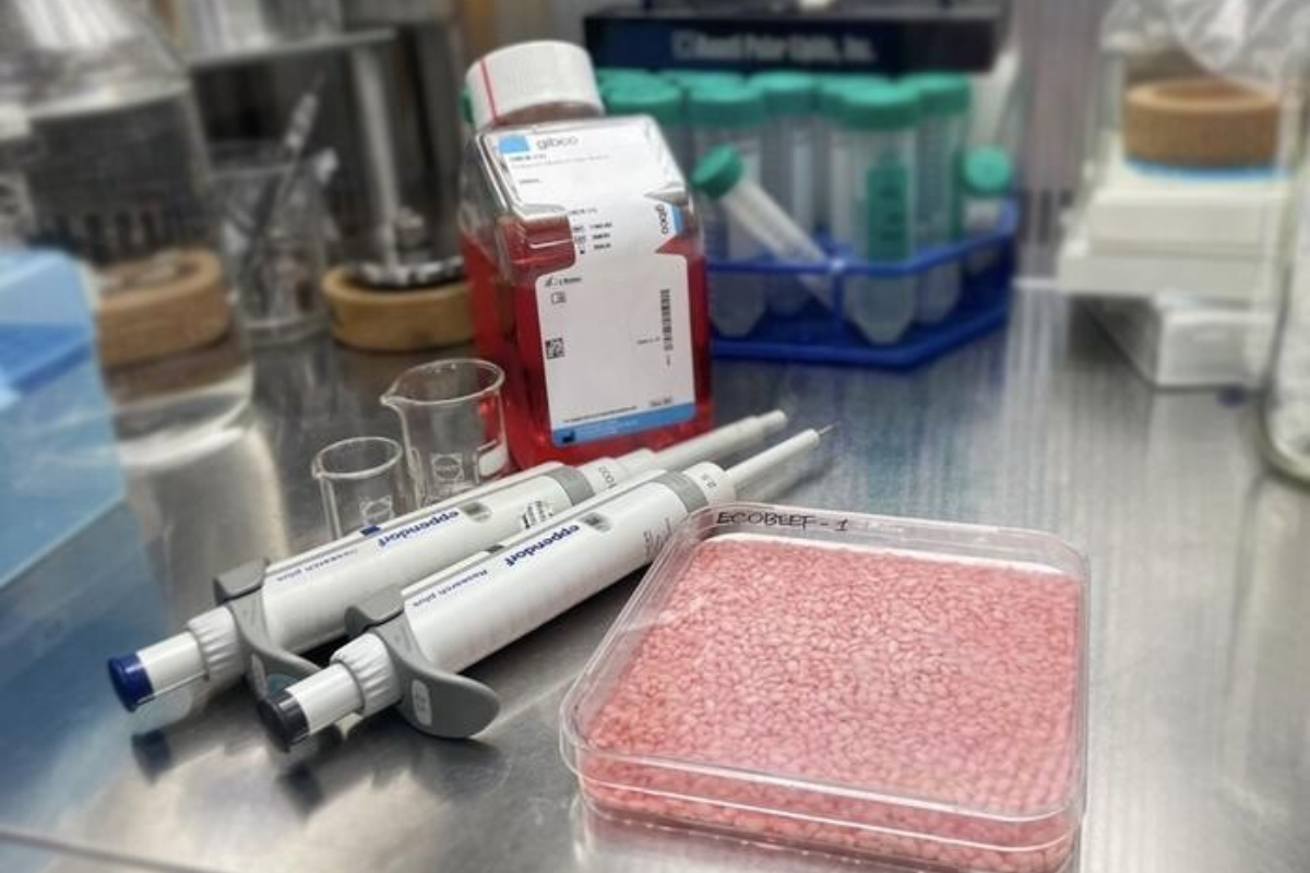 替代食物 環保 環保食材 牛肉米 肉質米 韓國科研 最新研究 環保 飢饉 食物不足問題