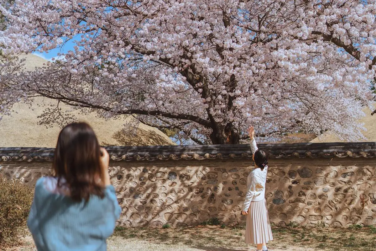 慶州櫻花一日遊 首爾出發韓國旅行 必去 麗水EXPO韓國旅行 閑麗海上國立公園 梧桐島韓國傳統市場 美食 小食韓國旅行 韓國一日遊 全州韓屋村一日遊 價錢 預約江陵注文津&ARTE MUSEUM一日遊韓國旅行 韓國城市 景點推薦 KTX KTX即日來回 KTX自由行 韓國自由行 推薦城市 慶州 大陵苑