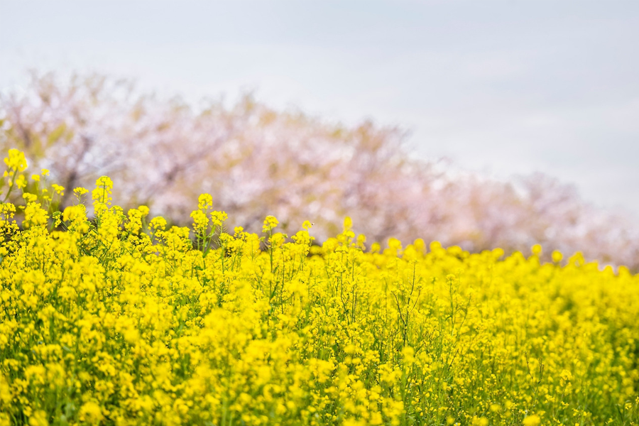 2025 韓國4月 韓國天氣 溫度 韓國穿搭 首爾四月天氣 釜山四月天氣 溫度 韓國4月冷嗎 會下雨 櫻花季穿搭 冷 下雨 溫度推薦穿搭 搭配