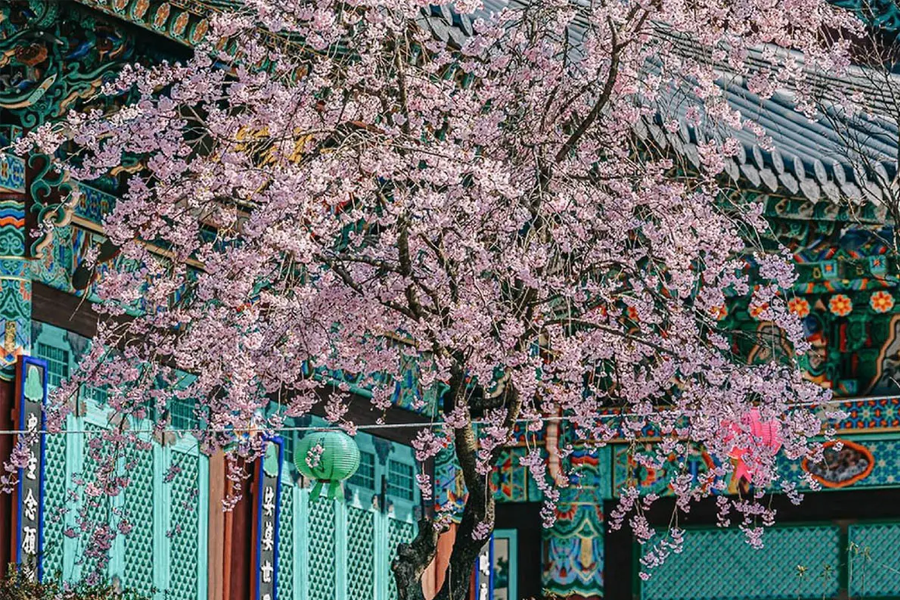 2025 韓國4月 韓國天氣 溫度 韓國穿搭 首爾四月天氣 釜山四月天氣 溫度 韓國4月冷嗎 會下雨 櫻花季穿搭 冷 下雨 溫度推薦穿搭 搭配