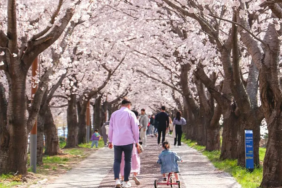 2025 韓國4月 韓國天氣 溫度 韓國穿搭 首爾四月天氣 釜山四月天氣 溫度 韓國4月冷嗎 會下雨 櫻花季穿搭 冷 下雨 溫度推薦穿搭 搭配