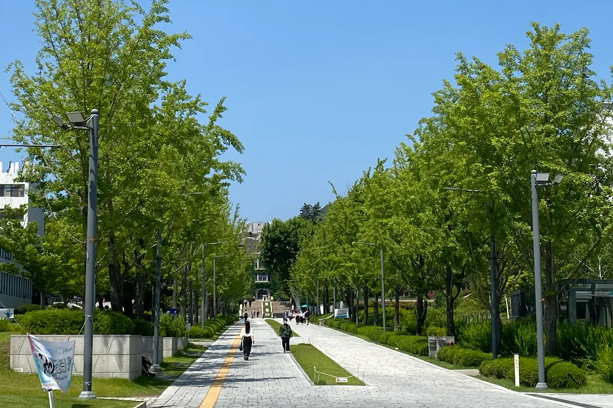 Baekyang-ro at Yonsei University Campus lined with green ginkgo trees, offering a scenic walk for students.