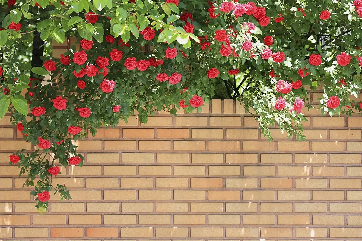 韓國 05月天氣 首爾5月天氣 穿搭 5月釜山天氣 怎麼穿 韓國5月氣溫 春天溫度