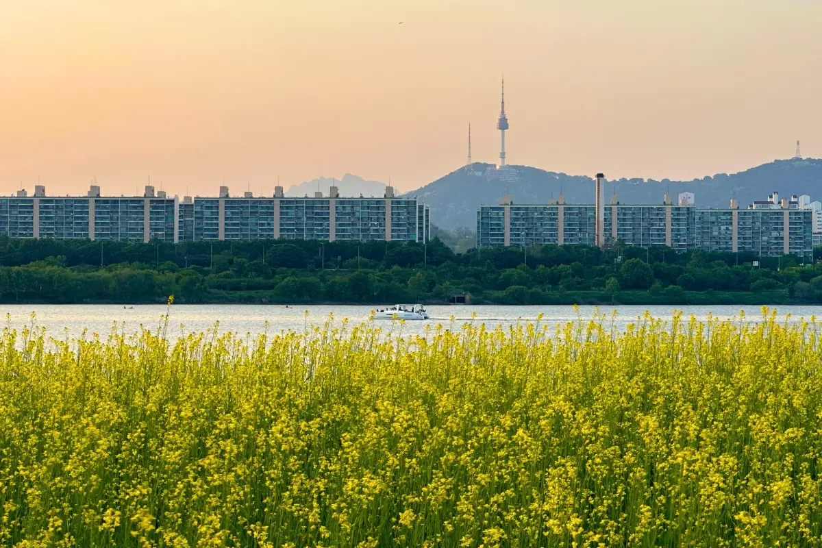 Bright yellow canola fields on Seoraeseom Island during the Seoraeseom Canola Flower Festival in May.
