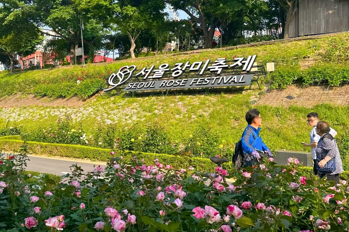 Seoul Rose Festival sign surrounded by blooming roses in Jungnang-gu, celebrating in May 2024.