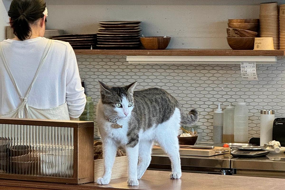 韓国グリークヨーグルト、グリークヨーグルト、ギリシャヨーグルト、ドトリ、DOTORI、どんぐりカフェ、LAZY YOGURT、Greek Day、THANKS, OAT、YOU NEED MY YOGURT、韓国カフェ、韓国朝ごはん、韓国朝活