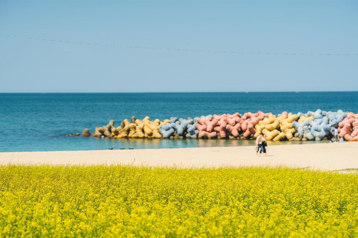 Contrasting blue sea and yellow flower fields near Sagunjin Beach, Gangneung.
