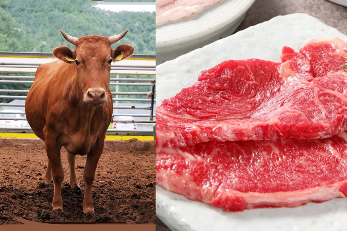 韓牛推薦 韓牛挑選方式 韓國 韓牛