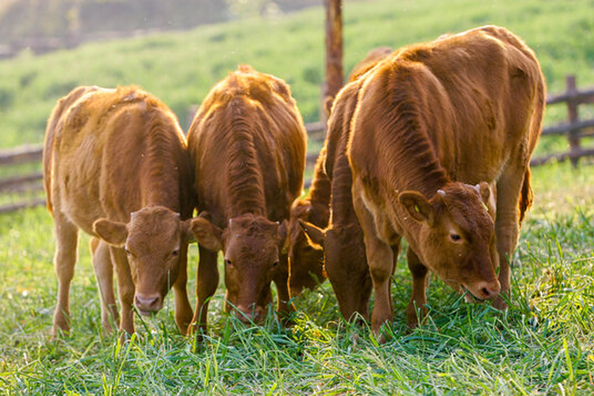 韓牛推薦 韓牛挑選方式 韓國 韓牛
