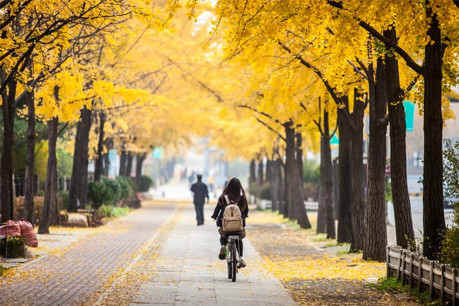 首爾 11月天氣 韓國11月溫度 韓國11月冷嗎 韓國11月還有楓葉嗎 銀杏 釜山11月穿搭
