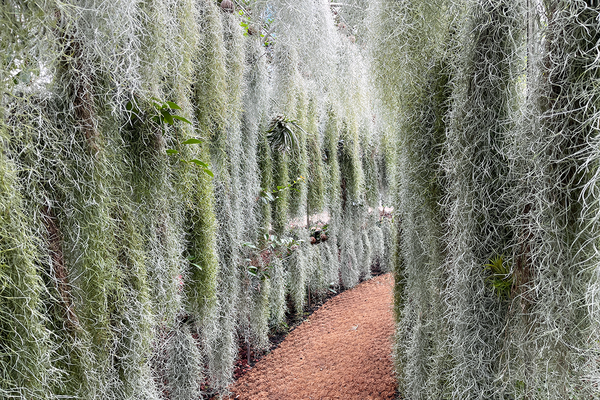Hanging strands of moss creating a serene walkway within Jecheon’s Subtropical Smart Greenhouse