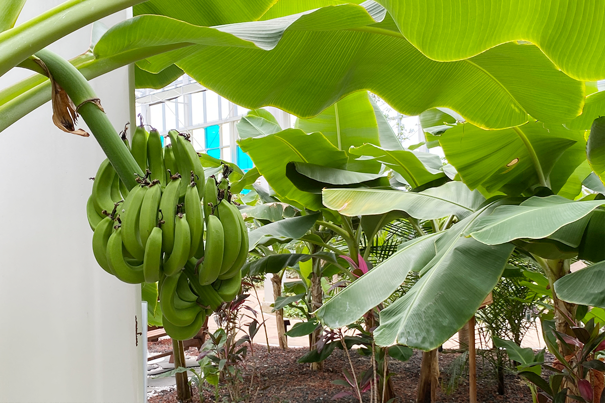 Banana trees bearing fruit inside the subtropical smart greenhouse in Jecheon, South Korea