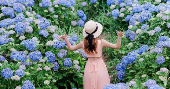 韩国绣球花景点