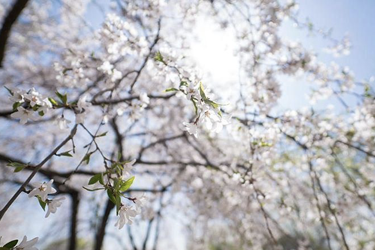仙遊島公園 櫻花