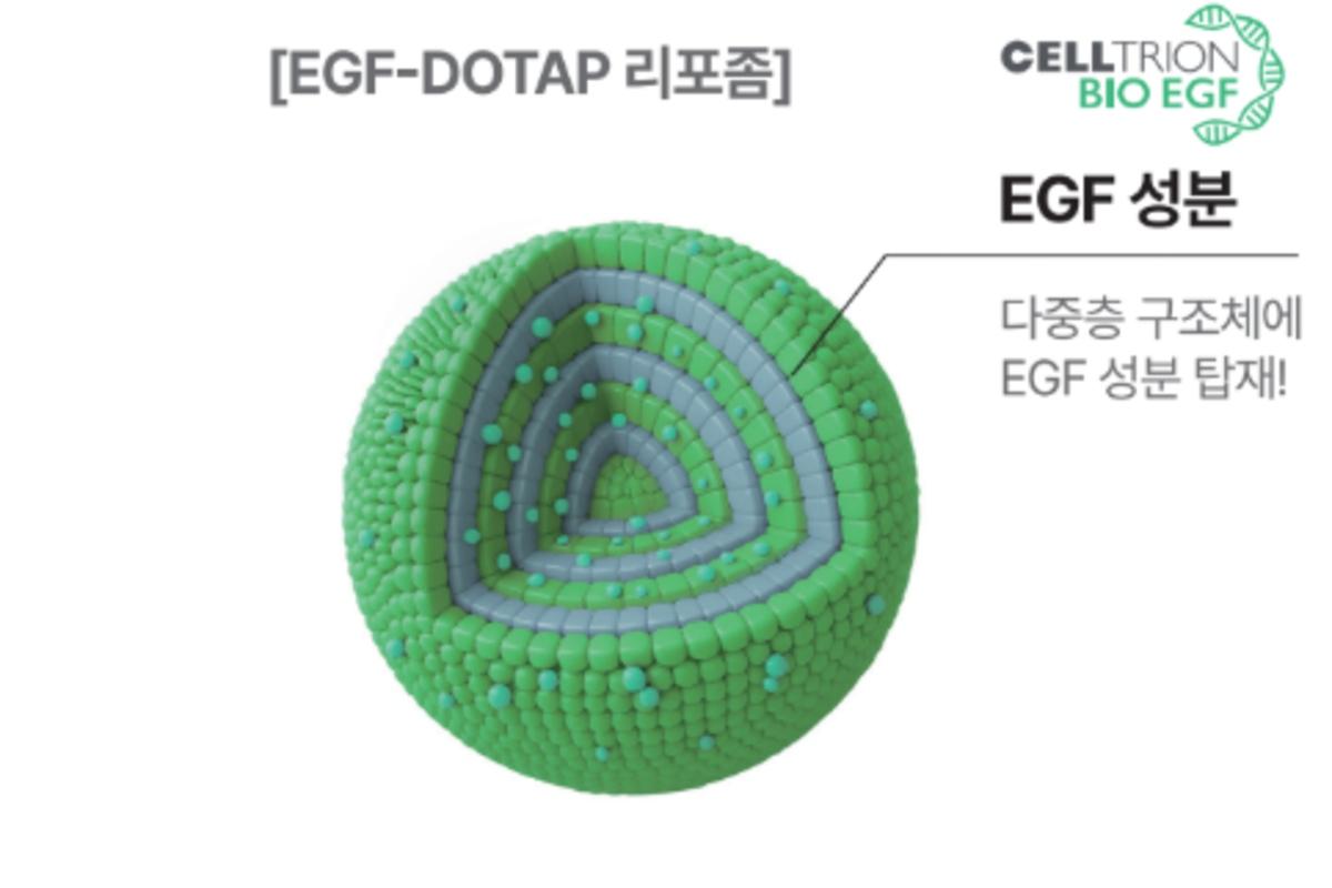 EGF成分を包み込む多層構造を示したEGF-DOTAPリポソームの図解