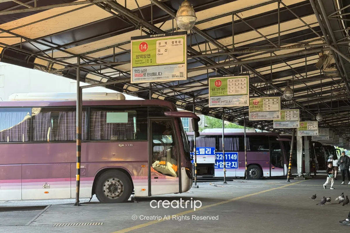 首爾某長途巴士轉運站月台,排列紫色長途客運車輛與標示各出發月台的牌子,旅客在候車區行走並有鴿子在地面覓食,突顯不同路線與月台易混淆的情況