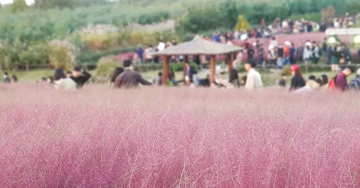 사람들이 분홍색 팜파스 잔디밭을 방문하고 있는 모습