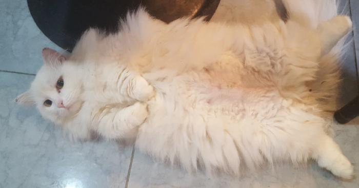 韩国动物咖啡厅