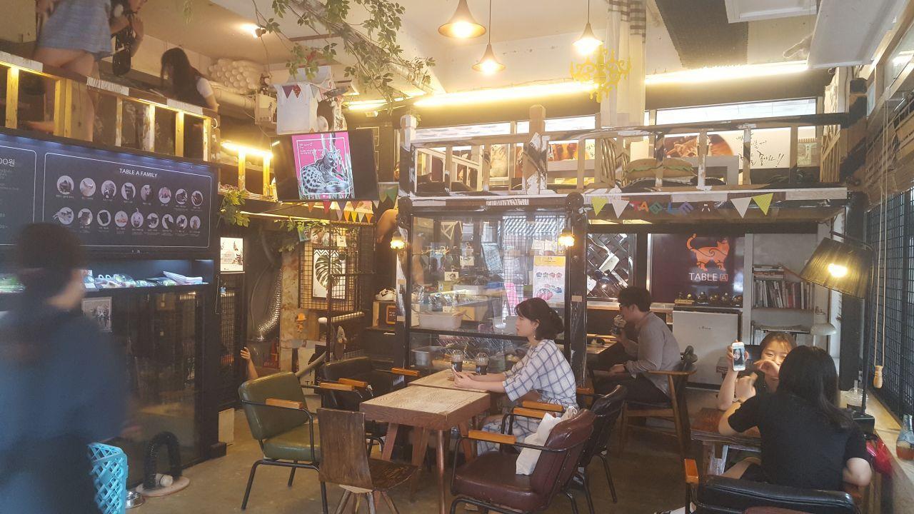 Inside Table A café in South Korea, illustrating a cozy and animal-friendly atmosphere with wooden seating areas and café patrons enjoying the environment.