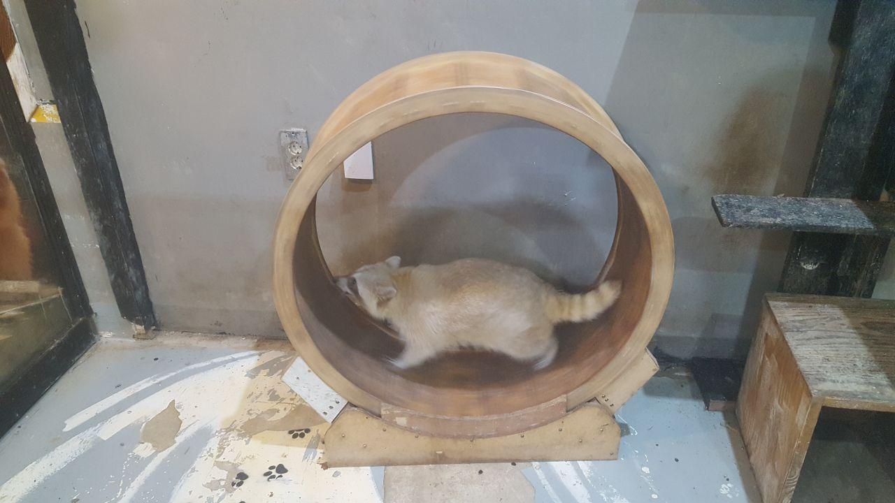 An energetic raccoon exercising on a wooden wheel at Table A café, demonstrating the playful and entertaining aspects of the animal cafe.