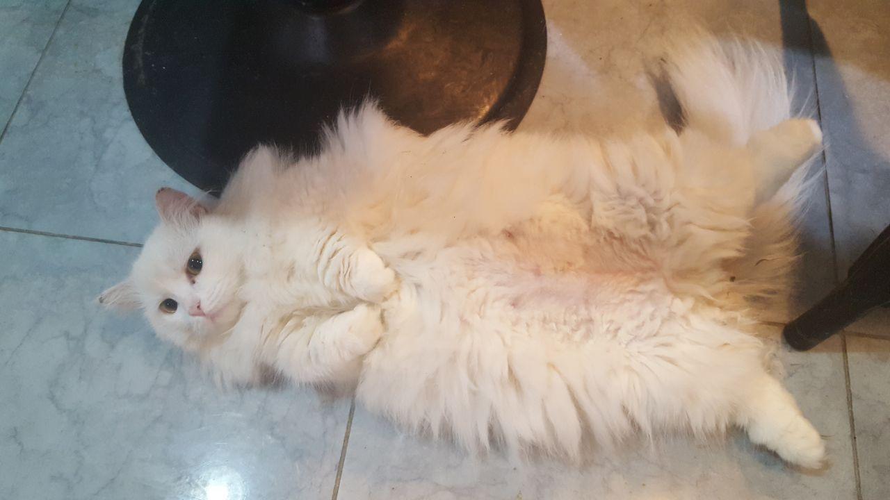 A fluffy white cat comfortably sleeping on the floor in Table A café, emphasizing the relaxed and friendly environment for cats.