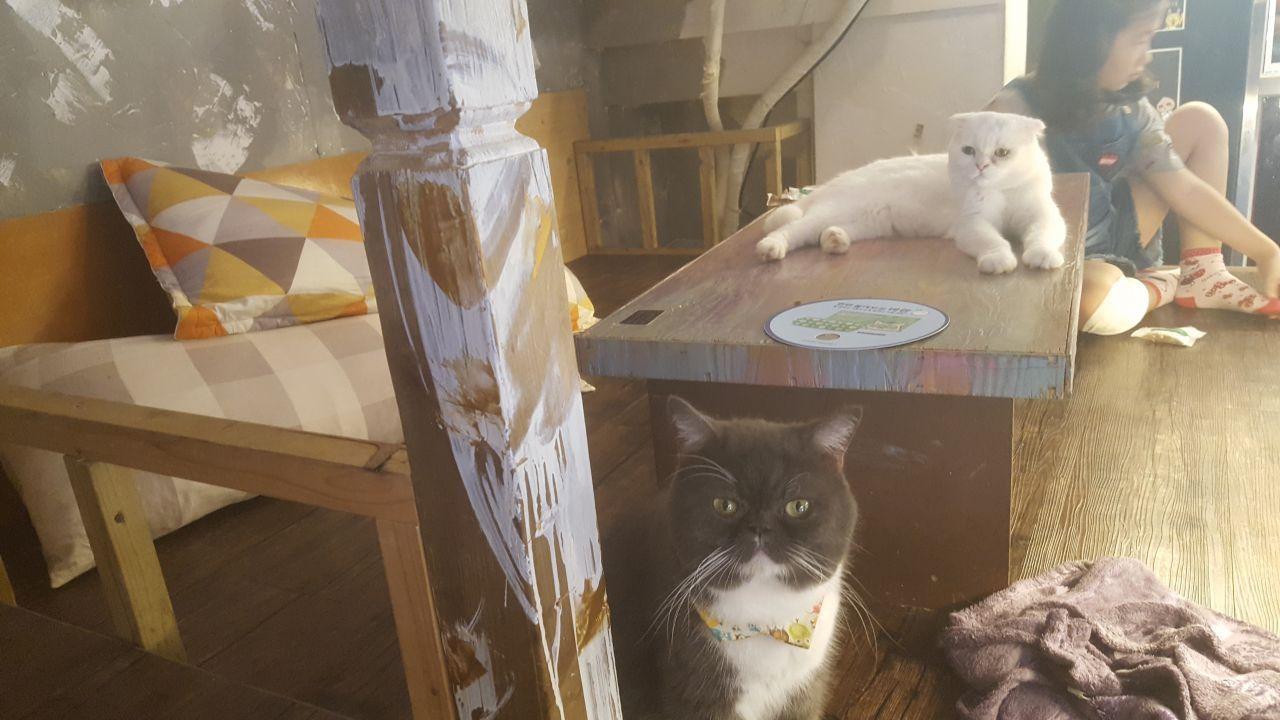 A white fluffy cat lounging on a wooden table at Table A café, showcasing a relaxing and friendly cat café atmosphere.
