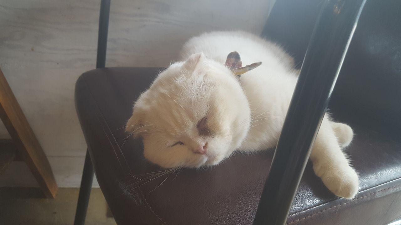 A white cat peacefully sleeping on a chair at Table A café in South Korea, surrounded by a cozy setting.