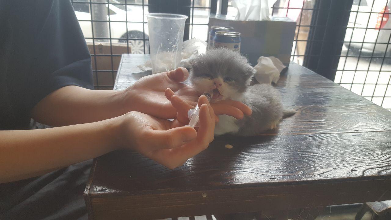 A tiny kitten being fed milk by hand at Table A café, showcasing a nurturing and caring environment for young cats.