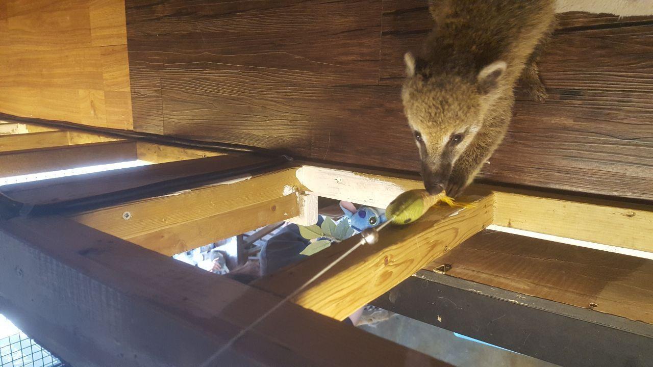 A curious raccoon playing on a wooden structure at Table A café, highlighting the interaction between animals and the café's environment.