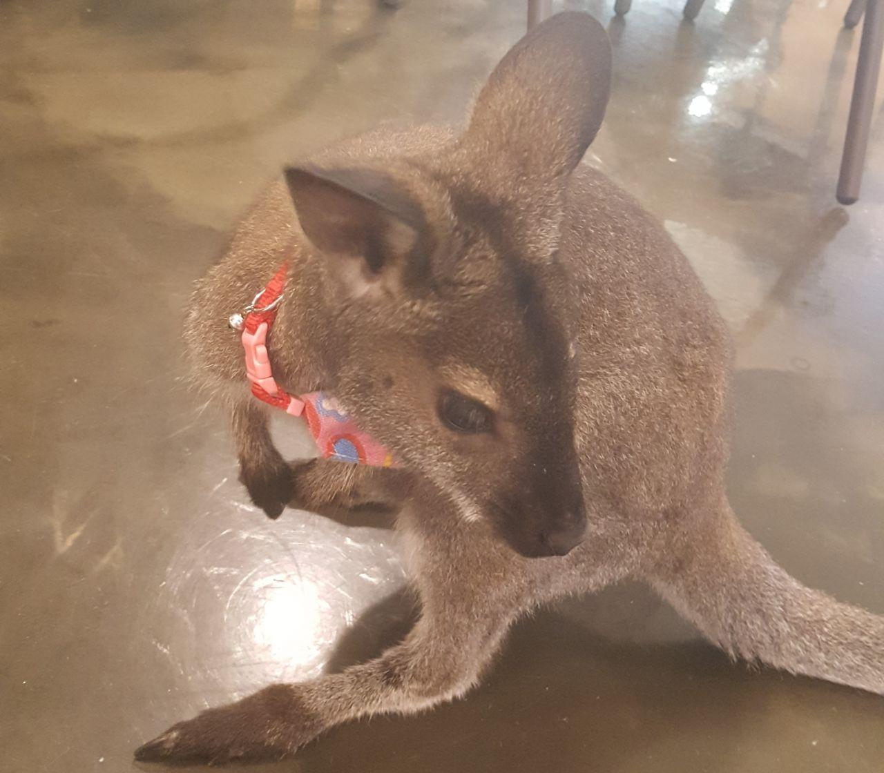 A cute meerkat standing on its hind legs, showcasing curiosity and playfulness at Meerkat Friends café.