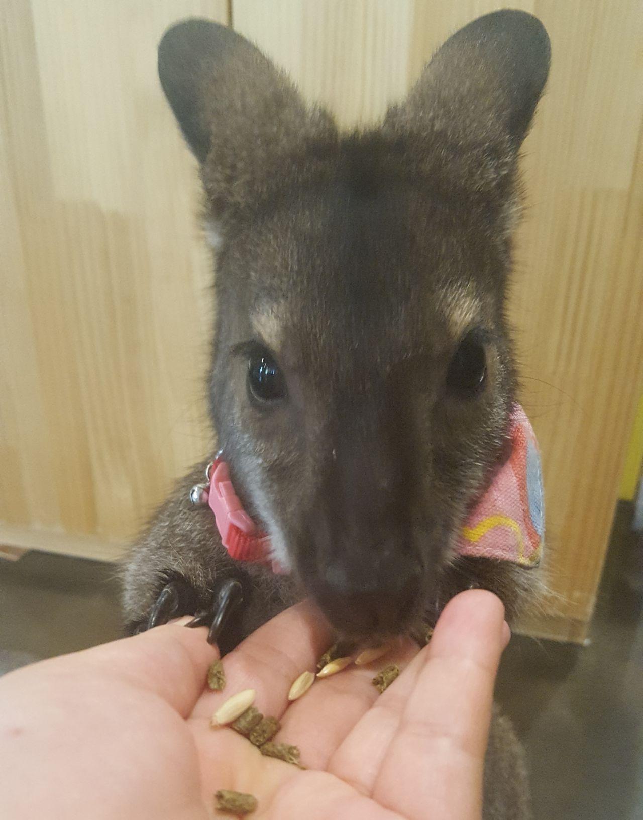 A group of playful meerkats interacting on the floor at Meerkat Friends café, demonstrating their social nature.
