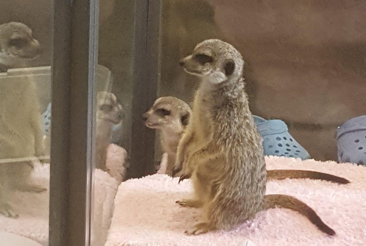 Inside Meerkat Friends café showing patrons safely engaging with meerkats in an enclosed area.