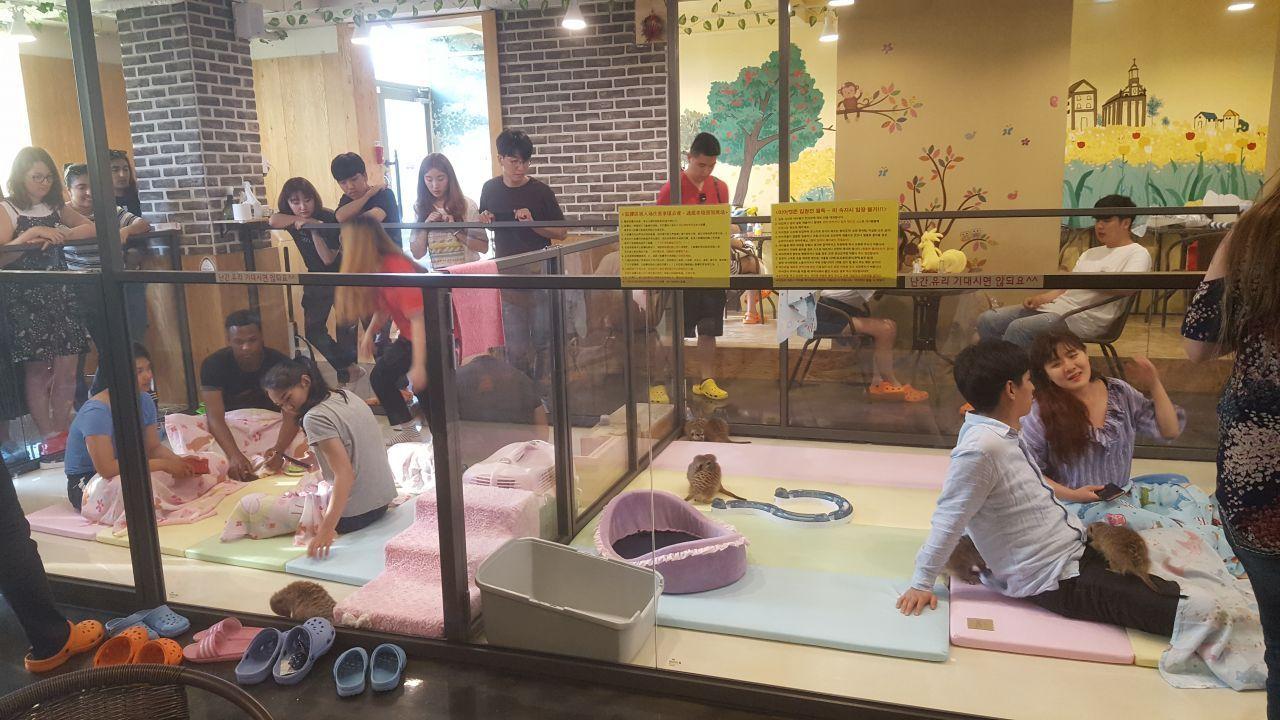 Visitors inside Meerkat Friends café waiting to interact with meerkats, emphasizing a bustling and anticipatory atmosphere.