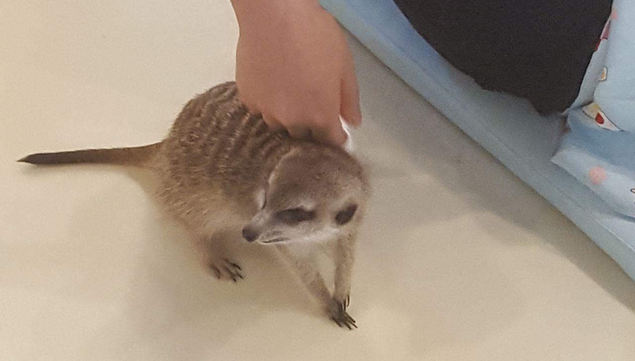 Guidelines displayed at Meerkat Friends café for safely interacting with meerkats, promoting a respectful visitor experience.