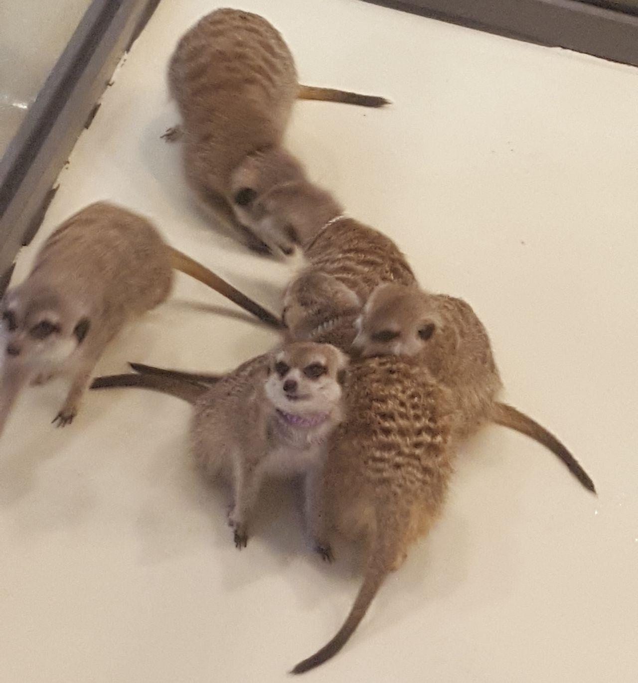 An adorable meerkat being petted gently by a visitor at Meerkat Friends café in South Korea.