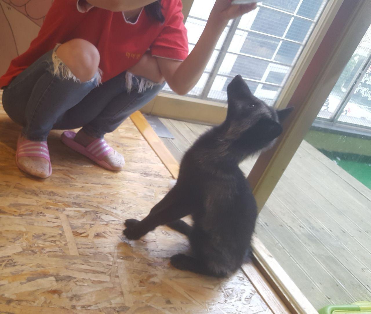 A small kangaroo with a colorful collar inside Meerkat Friends café, adding to the café's variety of unique animals.