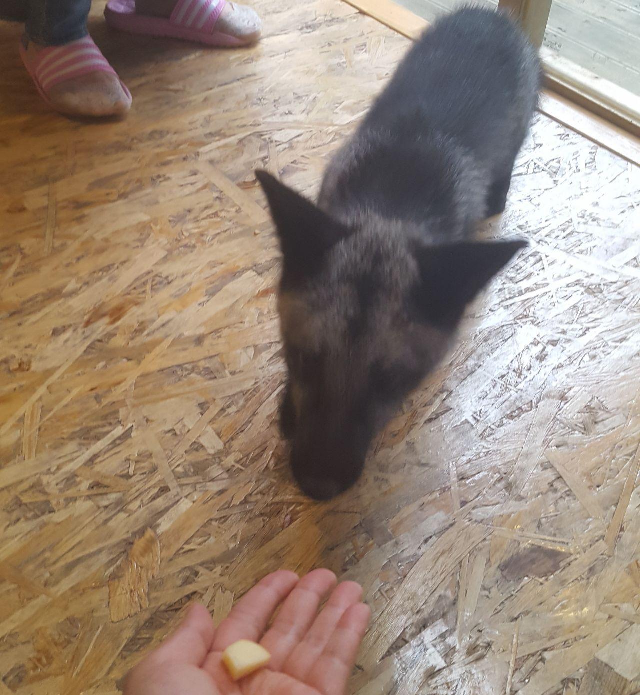 A playful small kangaroo being hand-fed inside Meerkat Friends café, emphasizing interaction with exotic animals.